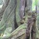 86- Sculpture naturelle 